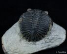 Bargain Metacanthina (Asteropyge) Trilobite #2080-2